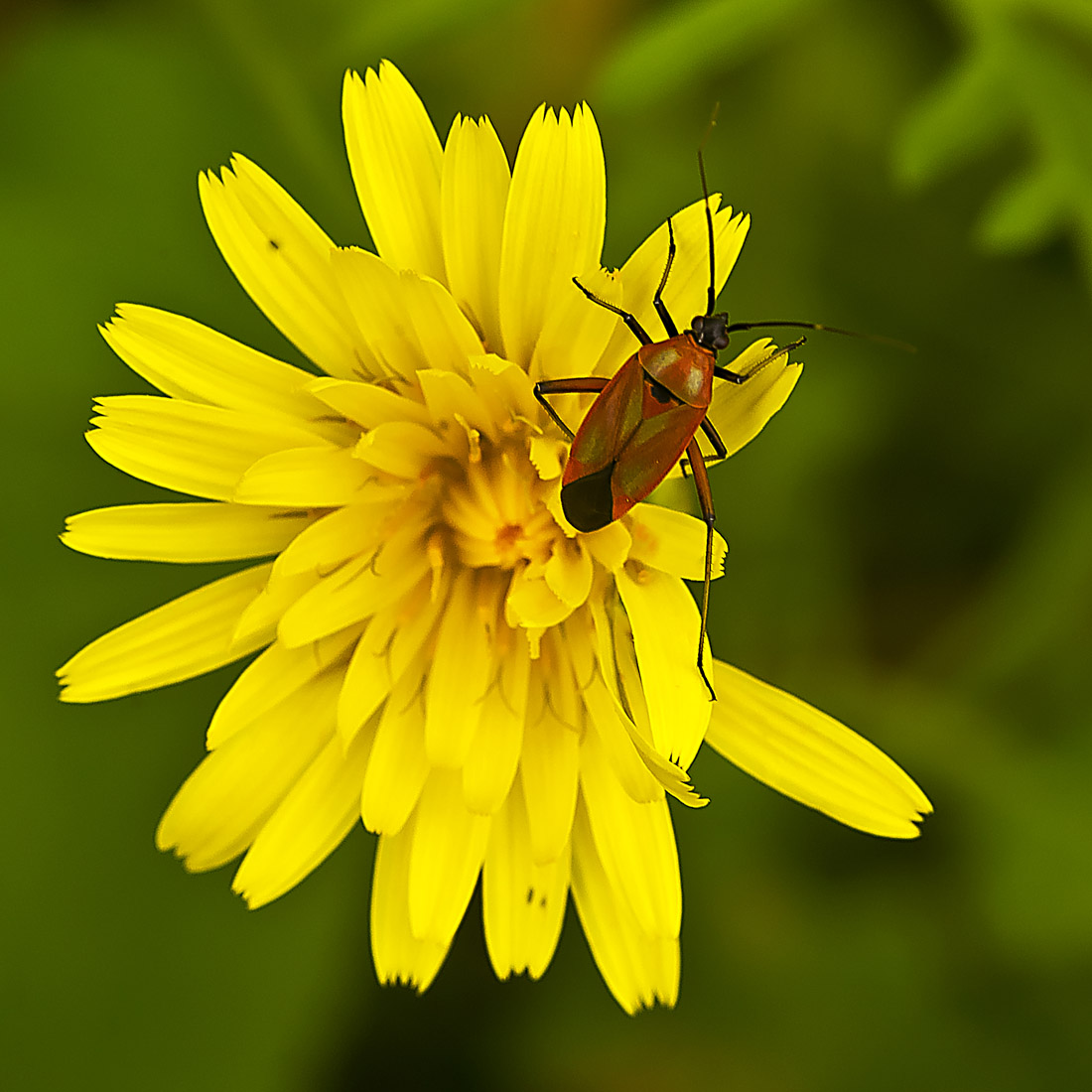 Miridae: Calocoris nemoralis della Sicilia (SR)